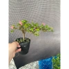 Chậu hồng ngọc mai mini 10-20cm ship xa hoa giá ưu đãi 59.000đ, rụng nha khách 4