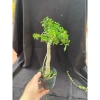 Chậu hồng ngọc mai mini 10-20cm ship xa hoa giá ưu đãi 59.000đ, rụng nha khách 6