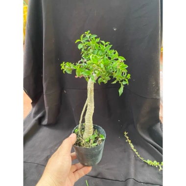 Chậu hồng ngọc mai mini 10-20cm ship xa hoa giá ưu đãi 59.000đ, rụng nha khách 6