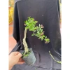 Chậu hồng ngọc mai mini 10-20cm ship xa hoa giá ưu đãi 59.000đ, rụng nha khách 7