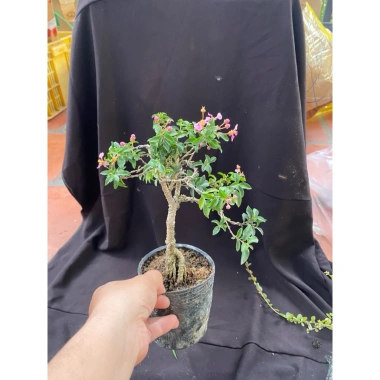 Chậu hồng ngọc mai mini 10-20cm ship xa hoa giá ưu đãi 59.000đ, rụng nha khách 8