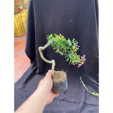 Chậu hồng ngọc mai mini 10-20cm ship xa hoa giá ưu đãi 59.000đ, rụng nha khách 9