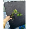 Chậu hồng ngọc mai nhỏ, thân ống hút, tán dài 10-20cm, giá 59.999₫