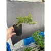 Chậu hồng ngọc mai nhỏ, thân ống hút, tán dài 10-20cm, giá 59.999₫ 2