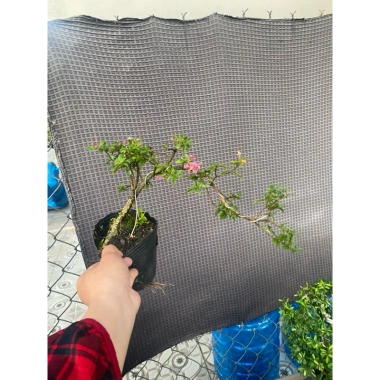 Chậu hồng ngọc mai nhỏ, thân ống hút, tán dài 10-20cm, giá 59.999₫ 5