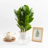 Chậu Kim Tiền Thủy Sinh 20cm Trang Trí Bàn Làm Việc, Kệ Tủ Sách, Giá 25.000 VNĐ