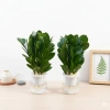 Chậu Kim Tiền Thủy Sinh 20cm Trang Trí Bàn Làm Việc, Kệ Tủ Sách, Giá 25.000 VNĐ 2