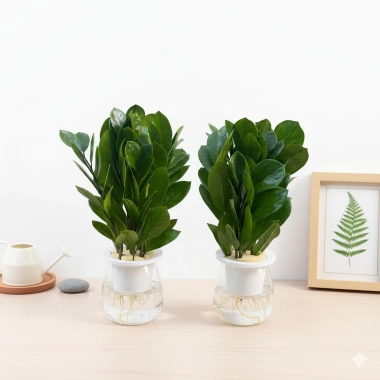 Chậu Kim Tiền Thủy Sinh 20cm Trang Trí Bàn Làm Việc, Kệ Tủ Sách, Giá 25.000 VNĐ 2