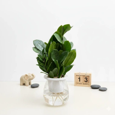 Chậu Kim Tiền Thủy Sinh 20cm Trang Trí Bàn Làm Việc, Kệ Tủ Sách, Giá 25.000 VNĐ 3
