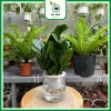 Chậu Kim Tiền Thủy Sinh 20cm Trang Trí Bàn Làm Việc, Kệ Tủ Sách, Giá 25.000 VNĐ 5