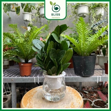 Chậu Kim Tiền Thủy Sinh 20cm Trang Trí Bàn Làm Việc, Kệ Tủ Sách, Giá 25.000 VNĐ 5