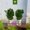 Chậu Kim Tiền Thủy Sinh 20cm Trang Trí Bàn Làm Việc, Kệ Tủ Sách, Giá 25.000 VNĐ 7