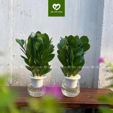 Chậu Kim Tiền Thủy Sinh 20cm Trang Trí Bàn Làm Việc, Kệ Tủ Sách, Giá 25.000 VNĐ 7