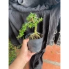 Chậu linh sam để bàn mini 15‑20cm mẫu mới – Giá chỉ 62.000₫, giảm giá sốc