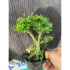 Chậu linh sam để bàn mini 15‑20cm mẫu mới – Giá chỉ 62.000₫, giảm giá sốc 4