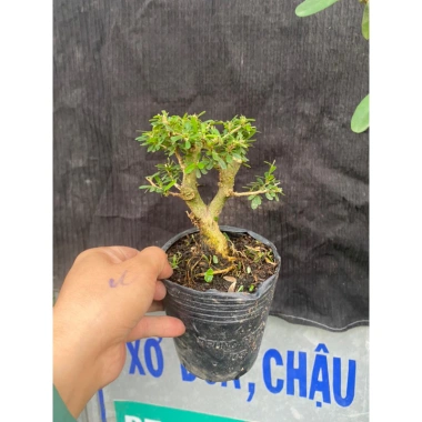 Chậu linh sam để bàn mini 15‑20cm mẫu mới – Giá chỉ 62.000₫, giảm giá sốc