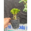 Chậu linh sam để bàn mini 15‑20cm mẫu mới – Giá chỉ 62.000₫, giảm giá sốc 7