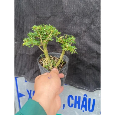 Chậu linh sam để bàn mini 15‑20cm mẫu mới – Giá chỉ 62.000₫, giảm giá sốc