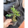 Chậu Linh Sam Mini Uốn Sẵn Lá Lớn - Giao Ngẫu Nhiên Giá 70.000 VNĐ