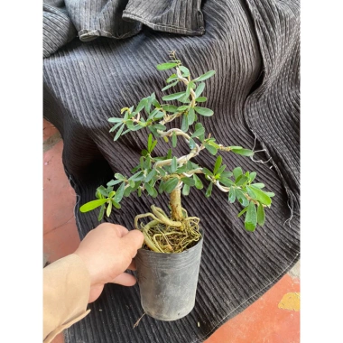 Chậu Linh Sam Mini Uốn Sẵn Lá Lớn - Giao Ngẫu Nhiên Giá 70.000 VNĐ 2 Chậu Linh Sam Mini Uốn Sẵn Lá Lớn - Giao Ngẫu Nhiên Giá 70.000 VNĐ 2
