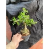 Chậu Linh Sam Mini Uốn Sẵn Lá Lớn - Giao Ngẫu Nhiên Giá 70.000 VNĐ 3