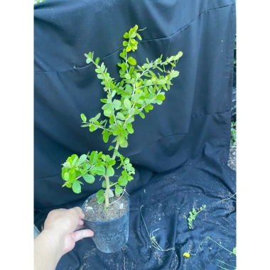 Chậu Linh Sam Tím Than Cây Giống Không Kén Đất Giao Hình Số 2 - Giá 50.000đ 2 Chậu Linh Sam Tím Than Cây Giống Không Kén Đất Giao Hình Số 2 - Giá 50.000đ 2