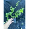 Chậu Linh Sam Tím Than Cây Giống Không Kén Đất Giao Hình Số 2 - Giá 50.000đ 3