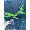 Chậu Linh Sam Tím Than Cây Giống Không Kén Đất Giao Hình Số 2 - Giá 50.000đ 4