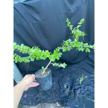 Chậu Linh Sam Tím Than Cây Giống Không Kén Đất Giao Hình Số 2 - Giá 50.000đ