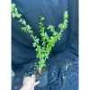 Chậu Linh Sam Tím Than Cây Giống Không Kén Đất Giao Hình Số 2 - Giá 50.000đ 5