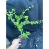 Chậu Linh Sam Tím Than Cây Giống Không Kén Đất Giao Hình Số 2 - Giá 50.000đ 6