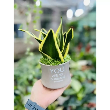 Chậu lưỡi hổ để bàn - Tiệm cây xanh lá, thiết kế hiện đại, giá ưu đãi 110.000₫ Chậu lưỡi hổ để bàn - Tiệm cây xanh lá, thiết kế hiện đại, giá ưu đãi 110.000₫