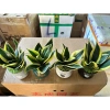 Chậu lưỡi hổ để bàn - Tiệm cây xanh lá, thiết kế hiện đại, giá ưu đãi 110.000₫ 3