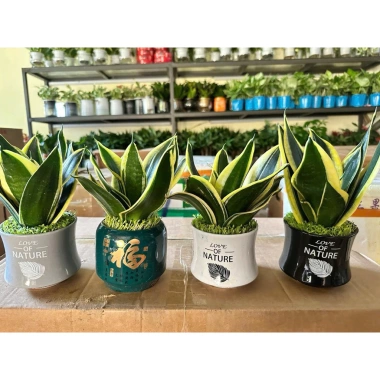 Chậu lưỡi hổ để bàn - Tiệm cây xanh lá, thiết kế hiện đại, giá ưu đãi 110.000₫ 4 Chậu lưỡi hổ để bàn - Tiệm cây xanh lá, thiết kế hiện đại, giá ưu đãi 110.000₫ 4