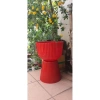 Chậu ly đế chưng cúc mâm xôi R30xC43cm - Giá gốc 185,600đ, Giảm còn 145,000đ 2
