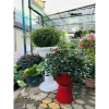 Chậu ly đế chưng cúc mâm xôi R30xC43cm - Giá gốc 185,600đ, Giảm còn 145,000đ 3