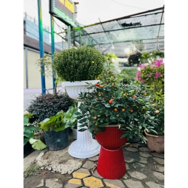Chậu ly đế chưng cúc mâm xôi R30xC43cm - Giá gốc 185,600đ, Giảm còn 145,000đ 3 Chậu ly đế chưng cúc mâm xôi R30xC43cm - Giá gốc 185,600đ, Giảm còn 145,000đ 3