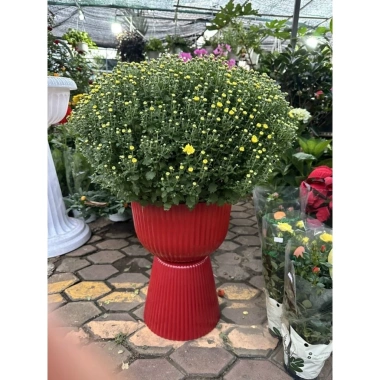 Chậu ly đế chưng cúc mâm xôi R30xC43cm - Giá gốc 185,600đ, Giảm còn 145,000đ