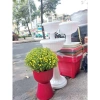 Chậu ly đế chưng cúc mâm xôi R30xC43cm - Giá gốc 185,600đ, Giảm còn 145,000đ 5