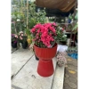 Chậu ly đế chưng cúc mâm xôi R30xC43cm - Giá gốc 185,600đ, Giảm còn 145,000đ 7