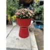 Chậu ly đế chưng cúc mâm xôi R30xC43cm - Giá gốc 185,600đ, Giảm còn 145,000đ 8