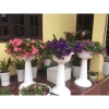 Chậu Ly Nhựa Đế Cao 80x45cm Chính Hãng - Size To Nhất, Dày Bền, Giá Ưu Đãi 185k 7