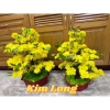 Chậu mai bonsai giả cao cấp, decor bàn & phòng khách, giảm giá 20% còn 290.000₫ 2