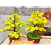 Chậu mai bonsai giả cao cấp, decor bàn & phòng khách, giảm giá 20% còn 290.000₫ 4