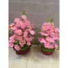 Chậu mai bonsai giả cao cấp, decor bàn & phòng khách, giảm giá 20% còn 290.000₫ 8