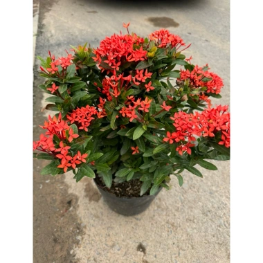 Chậu mẫu đơn đỏ cao 35cm - Trang trí sân vườn, ban công, giá chỉ 75.000 VND