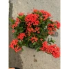 Chậu mẫu đơn đỏ cao 35cm - Trang trí sân vườn, ban công, giá chỉ 75.000 VND 3