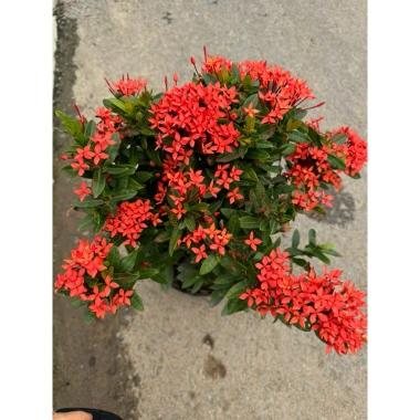 Chậu mẫu đơn đỏ cao 35cm - Trang trí sân vườn, ban công, giá chỉ 75.000 VND