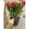Chậu mẫu đơn đỏ cao 35cm - Trang trí sân vườn, ban công, giá chỉ 75.000 VND 4