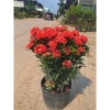 Chậu mẫu đơn đỏ cao 35cm - Trang trí sân vườn, ban công, giá chỉ 75.000 VND 6
